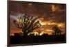 Kokerboom or Quiver Trees at sunset, Mesosaurus Fossil Camp, near Keetmanshoop, Namibia-David Wall-Framed Photographic Print