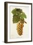 Kokour Blanc Grape-J. Troncy-Framed Giclee Print