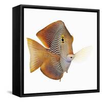 Kole tang-Martin Harvey-Framed Stretched Canvas