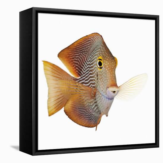 Kole tang-Martin Harvey-Framed Stretched Canvas