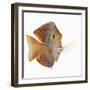 Kole tang-Martin Harvey-Framed Photographic Print