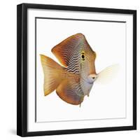 Kole tang-Martin Harvey-Framed Photographic Print