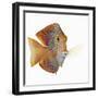 Kole tang-Martin Harvey-Framed Photographic Print