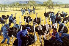 Ostrich Farm, 1988-Komi Chen-Giclee Print