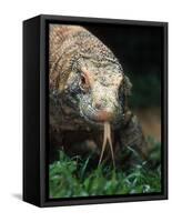 Komodo Dragon in Indonesia-Martin Harvey-Framed Stretched Canvas
