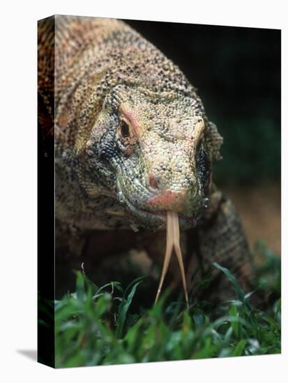 Komodo Dragon in Indonesia-Martin Harvey-Stretched Canvas