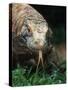 Komodo Dragon in Indonesia-Martin Harvey-Stretched Canvas