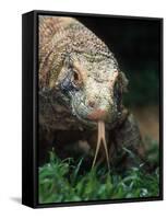 Komodo Dragon in Indonesia-Martin Harvey-Framed Stretched Canvas