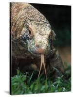 Komodo Dragon in Indonesia-Martin Harvey-Stretched Canvas