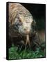 Komodo Dragon in Indonesia-Martin Harvey-Framed Stretched Canvas