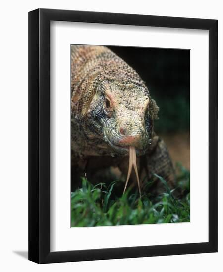 Komodo Dragon in Indonesia-Martin Harvey-Framed Premium Photographic Print