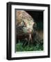 Komodo Dragon in Indonesia-Martin Harvey-Framed Premium Photographic Print