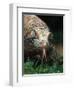 Komodo Dragon in Indonesia-Martin Harvey-Framed Premium Photographic Print