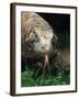 Komodo Dragon in Indonesia-Martin Harvey-Framed Premium Photographic Print