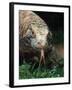 Komodo Dragon in Indonesia-Martin Harvey-Framed Premium Photographic Print