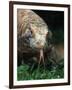 Komodo Dragon in Indonesia-Martin Harvey-Framed Photographic Print