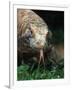 Komodo Dragon in Indonesia-Martin Harvey-Framed Photographic Print