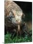 Komodo Dragon in Indonesia-Martin Harvey-Mounted Photographic Print