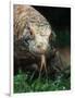 Komodo Dragon in Indonesia-Martin Harvey-Framed Photographic Print