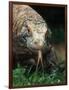 Komodo Dragon in Indonesia-Martin Harvey-Framed Photographic Print