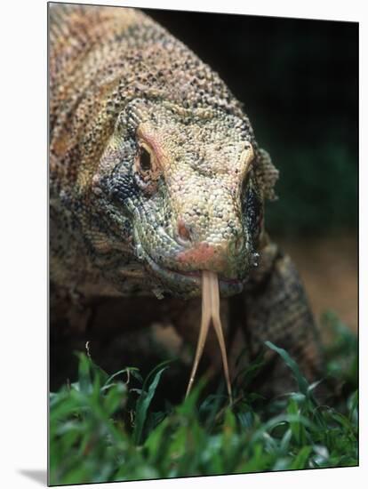 Komodo Dragon in Indonesia-Martin Harvey-Mounted Photographic Print