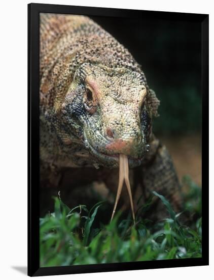 Komodo Dragon in Indonesia-Martin Harvey-Framed Photographic Print