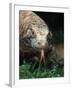 Komodo Dragon in Indonesia-Martin Harvey-Framed Photographic Print