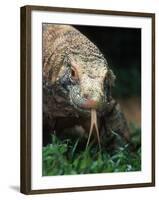 Komodo Dragon in Indonesia-Martin Harvey-Framed Photographic Print