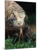 Komodo Dragon in Indonesia-Martin Harvey-Mounted Photographic Print