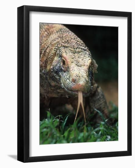 Komodo Dragon in Indonesia-Martin Harvey-Framed Photographic Print