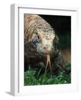 Komodo Dragon in Indonesia-Martin Harvey-Framed Photographic Print