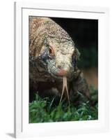 Komodo Dragon in Indonesia-Martin Harvey-Framed Photographic Print