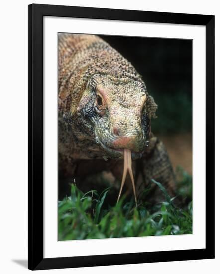 Komodo Dragon in Indonesia-Martin Harvey-Framed Photographic Print