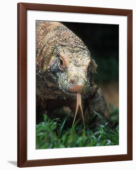 Komodo Dragon in Indonesia-Martin Harvey-Framed Photographic Print