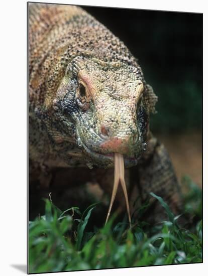 Komodo Dragon in Indonesia-Martin Harvey-Mounted Photographic Print