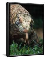 Komodo Dragon in Indonesia-Martin Harvey-Framed Photographic Print