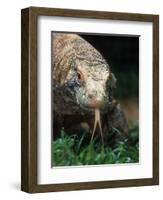 Komodo Dragon in Indonesia-Martin Harvey-Framed Photographic Print