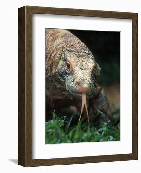 Komodo Dragon in Indonesia-Martin Harvey-Framed Photographic Print