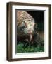 Komodo Dragon in Indonesia-Martin Harvey-Framed Photographic Print