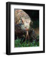 Komodo Dragon in Indonesia-Martin Harvey-Framed Photographic Print