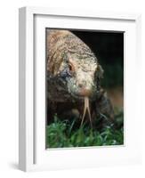 Komodo Dragon in Indonesia-Martin Harvey-Framed Photographic Print