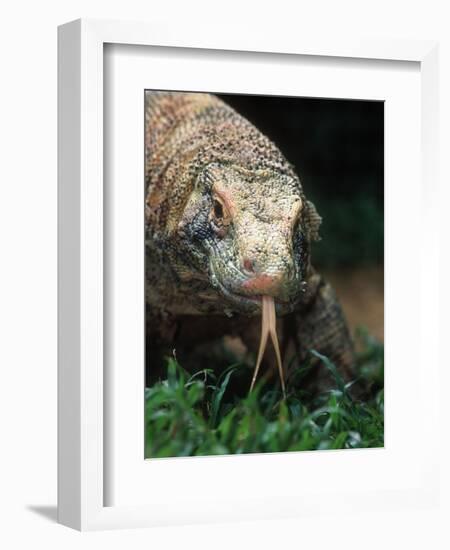 Komodo Dragon in Indonesia-Martin Harvey-Framed Photographic Print