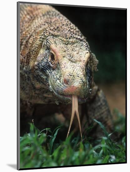 Komodo Dragon in Indonesia-Martin Harvey-Mounted Photographic Print