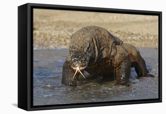 Komodo Dragon on Beach Entering Sea-null-Framed Stretched Canvas