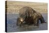 Komodo Dragon on Beach Entering Sea-null-Stretched Canvas