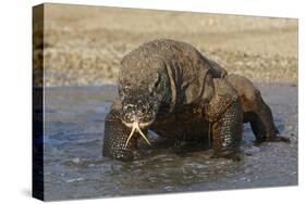 Komodo Dragon on Beach Entering Sea-null-Stretched Canvas