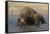 Komodo Dragon on Beach Entering Sea-null-Framed Stretched Canvas