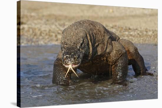 Komodo Dragon on Beach Entering Sea-null-Stretched Canvas