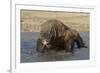 Komodo Dragon on Beach Entering Sea-null-Framed Photographic Print