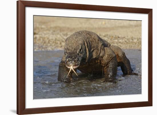 Komodo Dragon on Beach Entering Sea-null-Framed Photographic Print